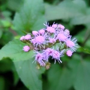 Blue Purple Mist Flower